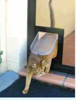 cat-using-cat-door